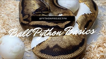 HOW I CANDLE MY BALL PYTHON EGGS | Ball Python Basics