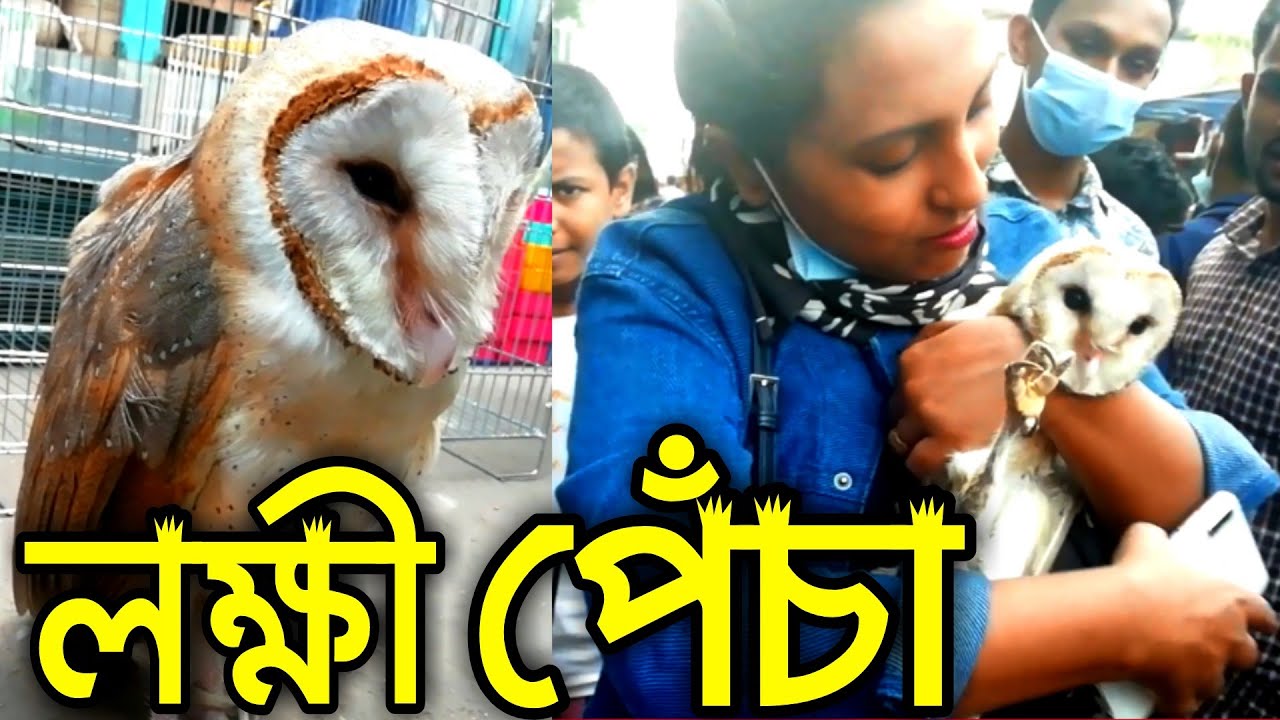 Pet Lakshmi owl Pet Owl  Big Owl Birds of Bangladesh  Pet Owl Price 2020  pecha pakhi