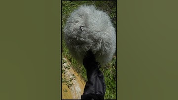 FIELD RECORDING #shortvideo