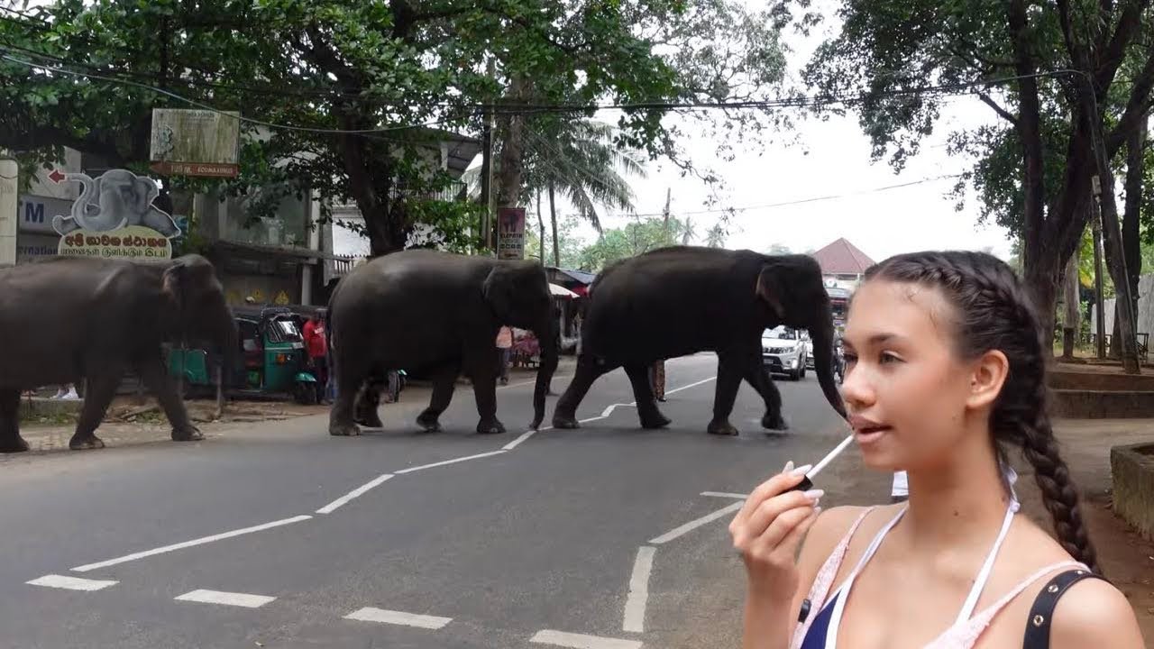 ТУТ живут Осиротевшие СЛОНЫ на Шри-Ланке🌴☀️