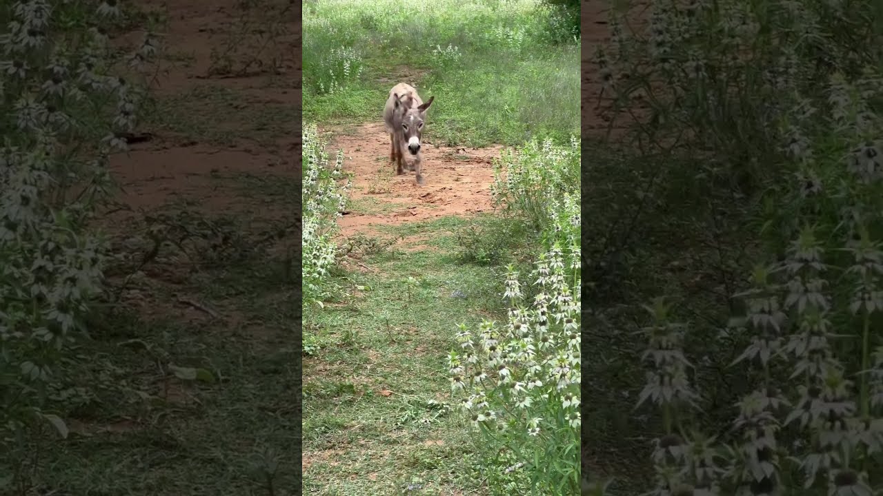 Donkey Happy To See Owner Animals Rescueanimals Hearttouching Cuteanimals