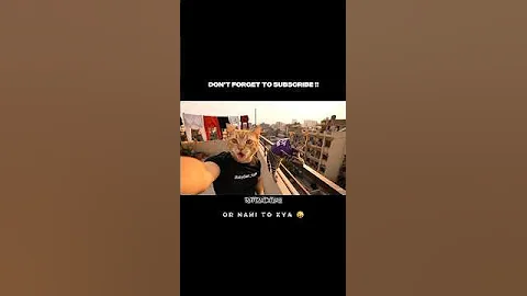 Watch the video about Bilota day by day 📈 ( Cat Vlog ) #ai #catvlog #shorts #viral #trending #funny