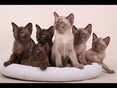 Burmese Cat and Kittens | Too Cute and Friendly Breed