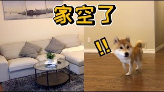 Shibas' Reaction to the Empty House  Funny Reaction