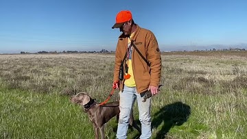 Forced Fetch Progression (Cowboy 10 months old)