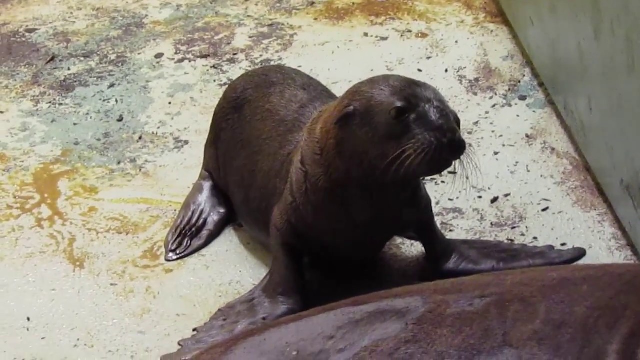 Sea lion pup born at the Zoo!