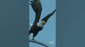 Experience the Thrilling Spectacle of a Slow-Motion Eagle Takeoff #wildlife #Eagles #nature