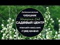 Садовый Центр &quot;Марусин Сад&quot; - Чубушник