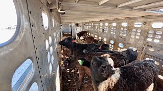 300 pound calves | Livestock Loading