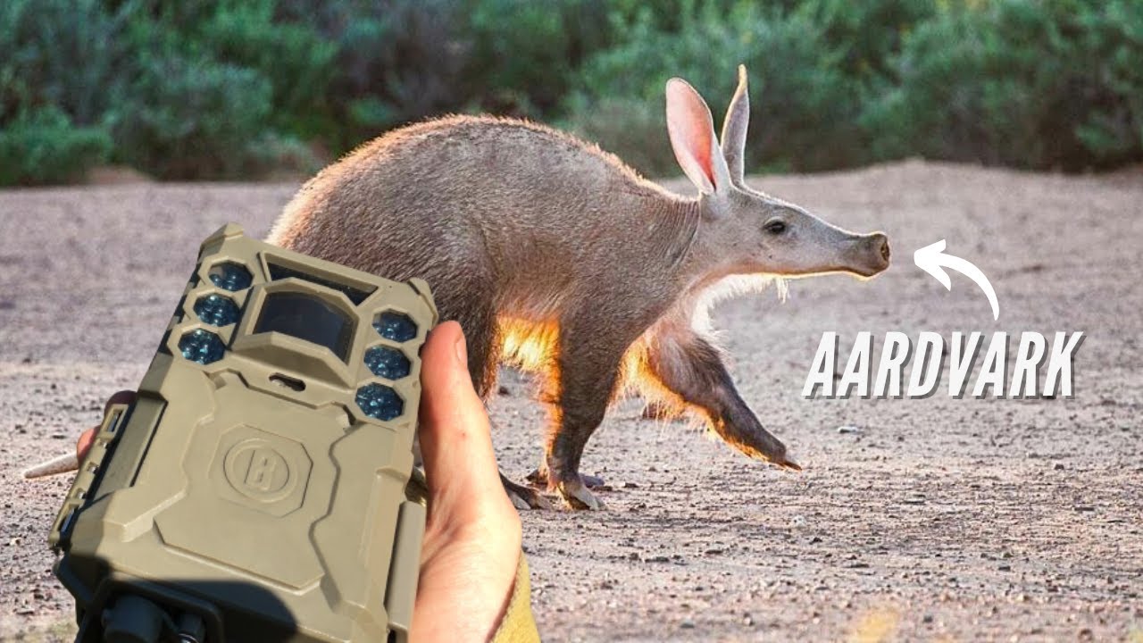HOW TO FILM ANY ANIMALS - ELEPHANT, AARDVARK, LEOPARD, HYENA | CAMERA TRAP