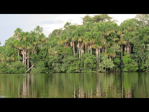 Индонезия - морская Амазонка / Indonesia - Marine Amazon | 4K |