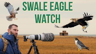 Coastal Eagle watch & one of Britain’s rarest birds of prey: Swale Nature Reserve Bird Photography