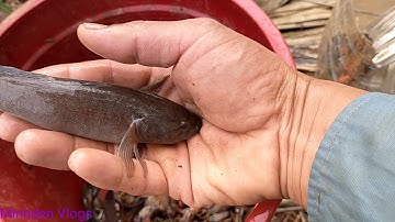 Đặt cá bóng dừa bằng chai nhựa tự chế #2//cá nướng mọi luôn ngoài đồng//@Minhdennhabe