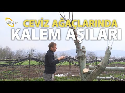 Video: Aşılama Budama Makası: Meyve Ağaçlarının Aşılanması Için Budama Makasının özellikleri. Belarus Modellerinin özellikleri. Bahçıvanlar Değerlendirmeleri