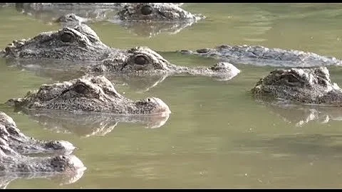 China to Release Six Captive Yangtze Alligators to Wild - DayDayNews
