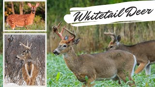 Whitetail Deer Videos | AMAZING Up Close Footage! screenshot 2