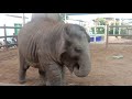 Chubby Elephants Tula,Meena and Wandee/Ep 77..มาดูเด็กน้อย อารมณ์ดียามเช้ากัน