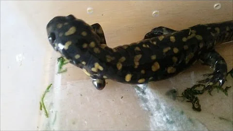 Salamander Regrowing Its Leg! - DayDayNews