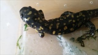 Salamander Regrowing Its Leg!