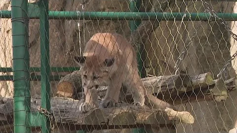 5-month-old cougar cubs, Shasta VII and Louie, make public debut at Houston Zoo