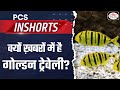 Golden trevally fish  pcs in shorts  drishti pcs