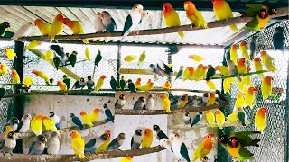 African Love birds Breeding Setup | love bird Colony | lovebird cage