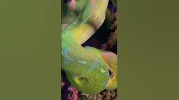 Green tree Python