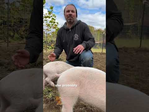 We visited Woodstock Farm Sanctuary to celebrate the spooky season!