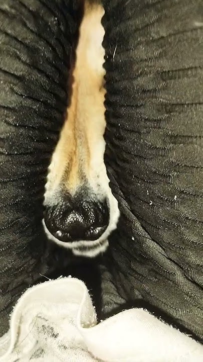 Носик. 😋 - YouTube