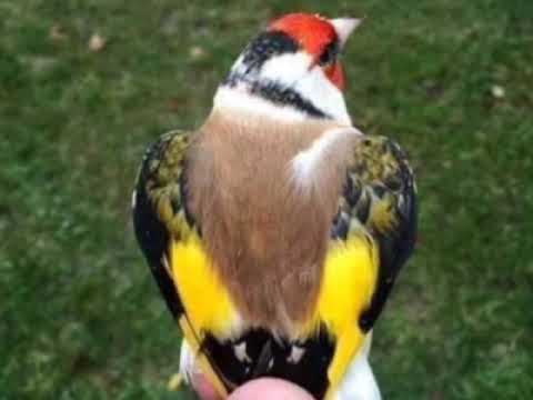 تغريد جزائري قديم أصيل