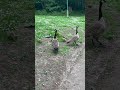 2 Canada Geese and 2 Canada Goose goslings eating grass in Russia Dock Woodland Rotherhithe