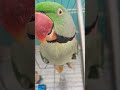 #parrot #talkingparot #birds #nonstoptalkingparrot #funnyshorts #shorts ##viral #viralvideo #shorts