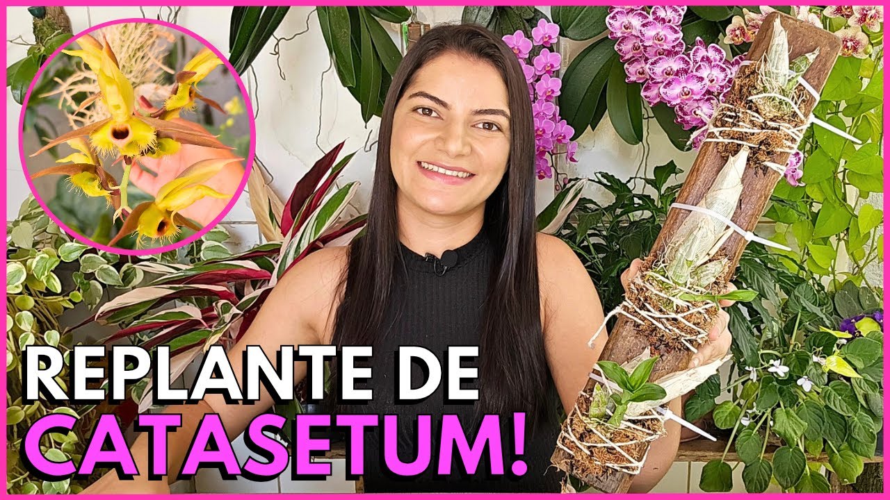 COMO PLANTAR E CULTIVAR ORQUÍDEA CATASETUM?  🌸☝️
