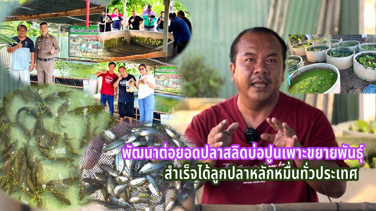 ปลาสลิด1ชุดเพาะขยายพันธุ์ได้ลูกเกิดเป็นหมื่นๆตัวลดต้นทุนได้ดีมีอาชีพเสริมเป็นรายได้ #ปลาสลิดบ่อปูน