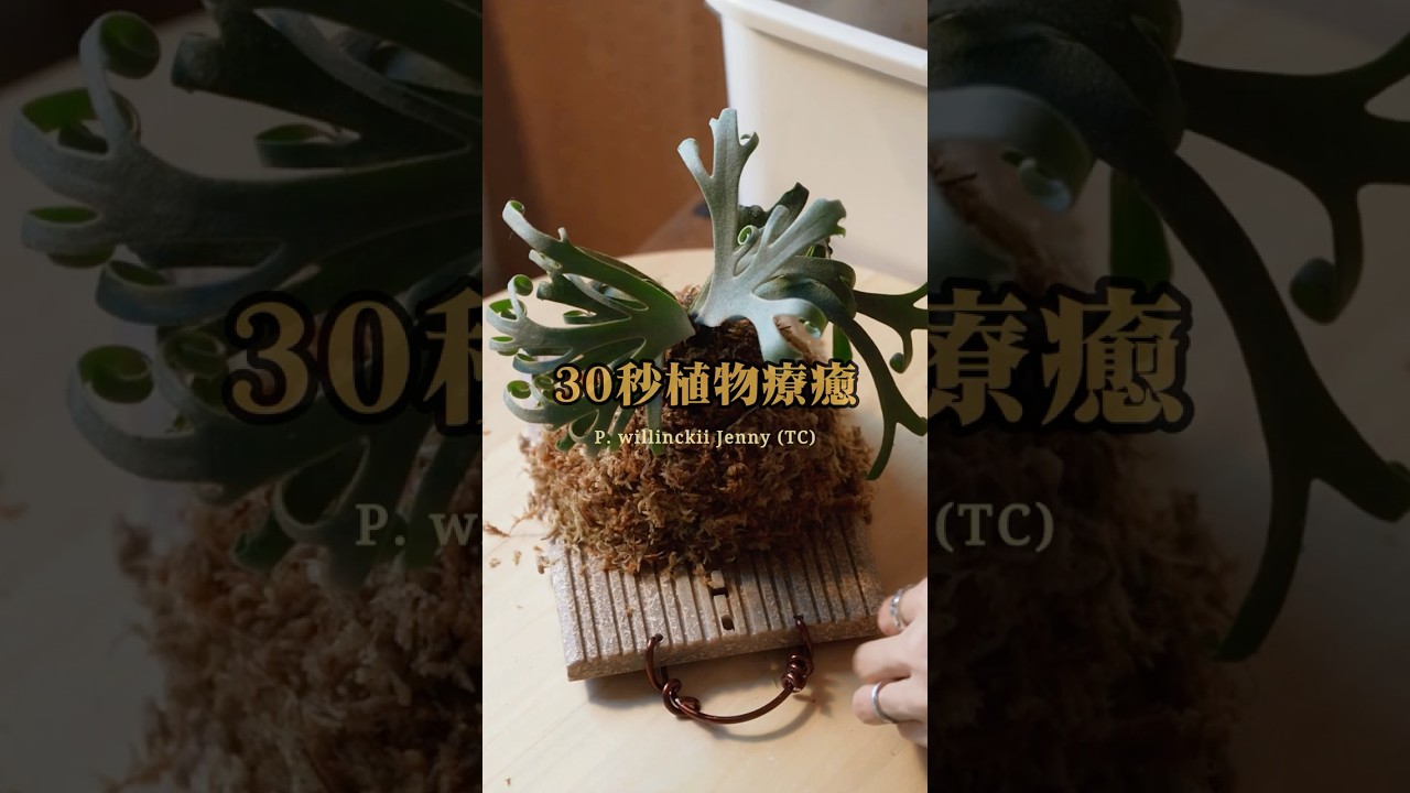 30 seconds of plant therapy🌿 P. willinckii Jenny（TC） 鹿角蕨上板