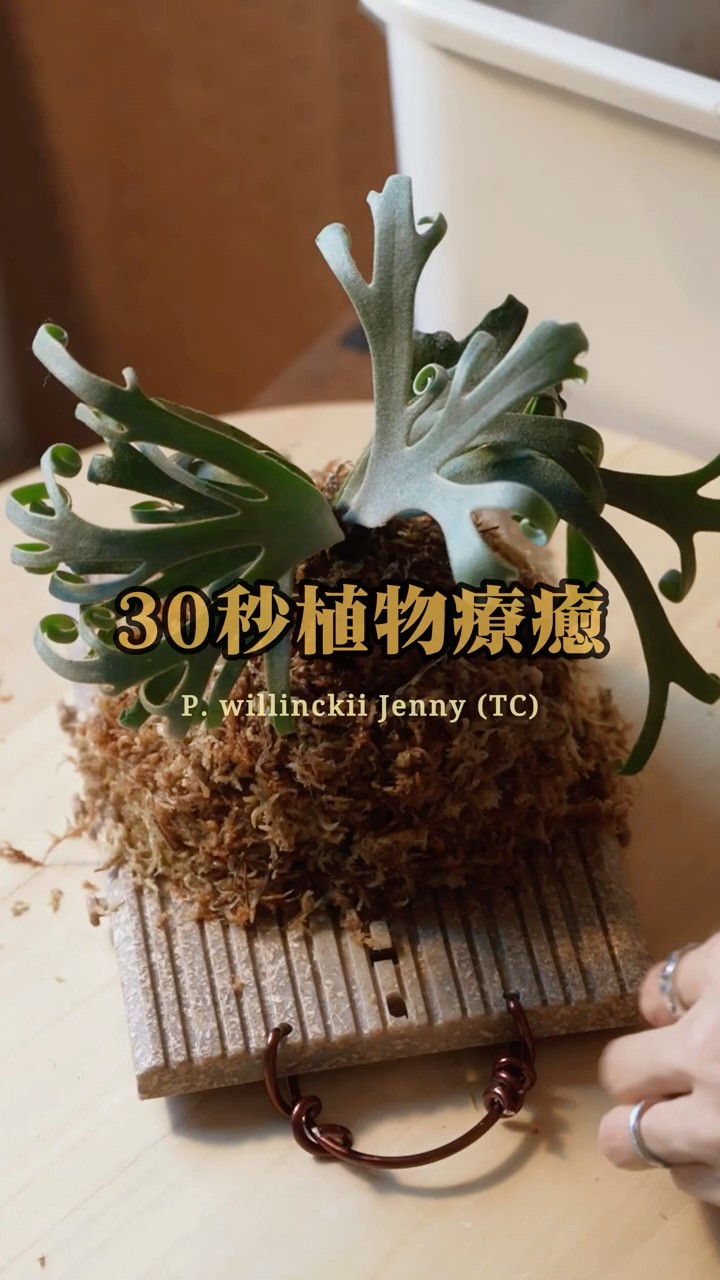 30 seconds of plant therapy🌿 P. willinckii Jenny（TC） 鹿角蕨上板
