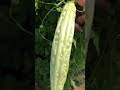 Vegetable Picking at Judy’s Tropical Vegetable!!!