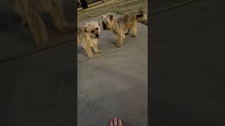 FOUND DOGS - LUBBOCK TEXAS