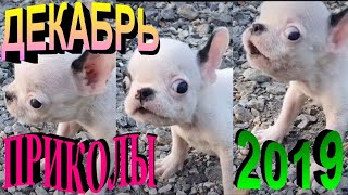 ПРИКОЛЫ 2019 САМЫЕ НОВЫЕ!!!!СМОТРЕТЬ ПРИКОЛЫ 2019!!!#25