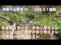 津軽の山野草93(ｵｵｻｸﾗｿｳ・ﾀﾁﾂﾎﾞｽﾐﾚ・ﾆﾘﾝｿｳ・ｵｵﾀﾁﾂﾎﾞｽﾐﾚ・ﾜｻﾋﾞ・ﾐﾔﾏｽﾐﾚ)