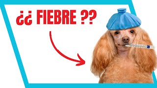 5+1 Síntomas de FIEBRE en Perros. ¿¿Cómo saber si mi Perro Tiene FIEBRE??