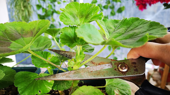 天竺葵只長枝葉不開花？處理3步走，花苞很快蹭蹭冒！ - 天天要聞
