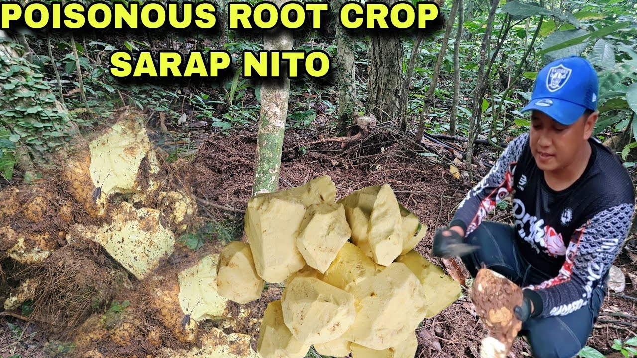 Isang Tumpok Nakuhang Poisonous  root crop Ang sarap gawaing sinukmani...harvest time