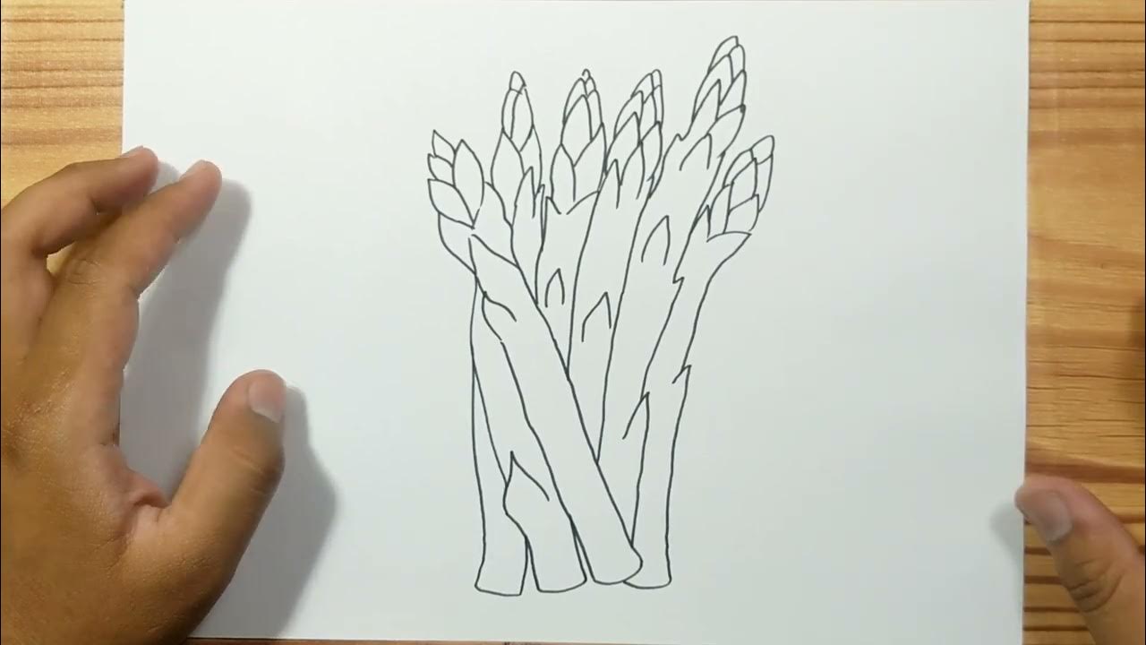 How to draw ASPARAGUS easy YouTube