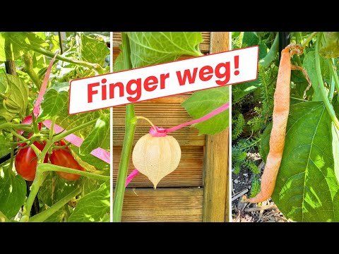 Warum DIESE Früchte