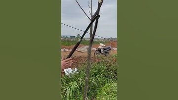 Tôi tạo ra một con dao quắm phát rẫy bằng thép vòng bi tàu ngầm chặt cây như chặt chuối vậy