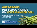 Research asparagus polysaccharide asp inhibits liver cancer cells  dr farrah healthy tips