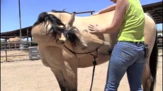 Mutual Grooming with your Horse