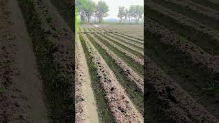 pindawale farming trending videoviral 