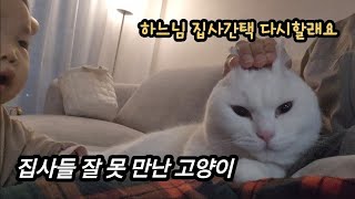 집사뽑기 대실패한 개냥이 흰둥(feat.아기집사)